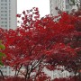 [식물] 가을 빨간 단풍나무 찰칵~♡