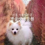 강아지와 함께한 갯골생태공원 댑싸리 핑크뮬리 구경