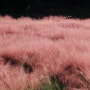 의왕 왕송저수지 핑크뮬리밭