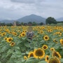 경주 첨성대 해바라기 포토존 사진찍기 좋아요