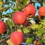 10월29일 사과 수확예정입니다 오늘은 사과수확전 컨테이너상자 사과나무아래 가져다놓는일 했습니다