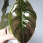 알로카시아 아즈라니(Alocasia azlanii) 네번째 잎