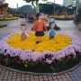 부천중앙공원 : 국화꽃 나들이