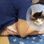 고양이건강검진 고양이예방접종 보리와단추 동물병원 가는날