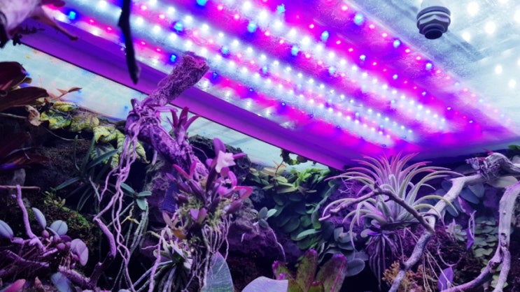 식물 led 설치 하면 햇빛 없이도 난 키우기 할수있어요 : 네이버 블로그