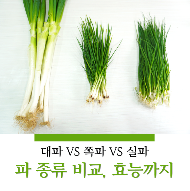 대파, 쪽파, 실파 뭐가 다른건가요? 파의 효능까지 : 네이버 블로그