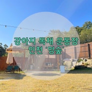 [인천 강화도] 강아지 독채 운동장_인천 강화도 멍숲