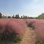 부산 대저습지생태공원 핑크뮬리 자전거대여 갈대숲 산책길