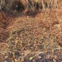 유기농 홍산마늘 재배하기 7탄