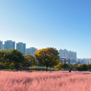 [하남미사경정공원] 서울 근교 핑크뮬리 넘나 이쁨