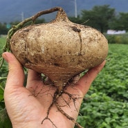 히카마 효능과 먹는법 알아보기