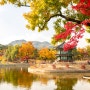 [서울 출사] 단풍과 은행나무가 맞이해주는 가을의 경복궁 (+ 경복궁 사진 포인트 소개)