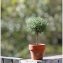 로즈마리 토피어리 Rosemary Topiary & 모던팟 클래식토분 16 PSM_036
