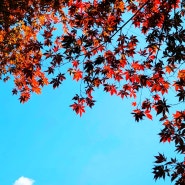 가을이 좋은이유 / 분위기있는 가을 단풍 휴대폰 프로필 배경화면