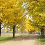 [경기도 여주] 강천섬 : 가을, 은행나무, 단풍