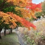 신구대학교 식물원 산책 - 가을 단풍