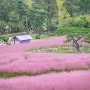 칠곡 가산수피아 핑크 뮬리의 분홍빛 물결 (경북 핑크뮬리 / 대구 근교 핑크뮬리)