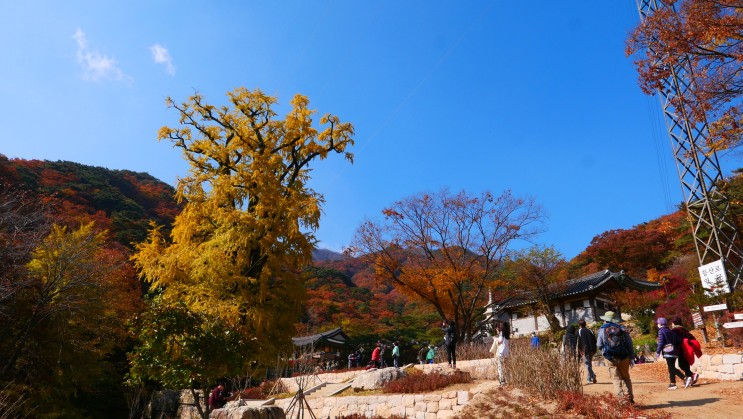 경기도 단풍 명소 가볼만한곳 : 양평 용문사 은행나무 절 : 네이버 블로그