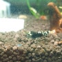 [shrimp] 신비로운 색의 치비