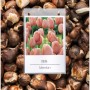 2022 구근 球根植物, Bulbs 4차 입고 - 튤립 구근 18종 Tulips 준비하는 자에게 복(福)이 있나니... / 올 가을엔 꼭 추식구근 심으세요 / 대용량할인^^?
