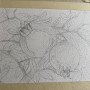 수채화, 석류 그리고 손 스케치