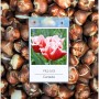 2022 구근 球根植物, 5차 입고 - 튤립 구근 Tulip Bulbs 25종 ♥신품종 7종♥ / 준비하는 자에게 복(福)이 있나니... 올 가을엔 꼭 추식구근 심으세요