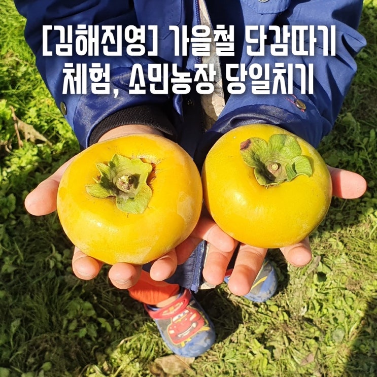 [경남김해] 김해 진영 단감따기 체험, 소민농장 주말 당일치기.