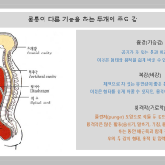 ■호흡시리즈3: The Body Cavities 체강 (흉강.복강.골반강)