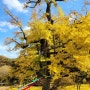 영동 영국사 천태산 은행나무 올해도 여전히 아름답네요!