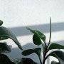 맛상게아나 /청페페 키우기 / 키우기 쉬운 식물. 공기정화식물