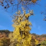서울근교단풍 용문산 용문사 은행나무