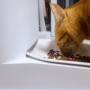 고양이 사료 자동 급식기 배식기로 내 아이 상태 매일 체크하기(feat. 바램펫 밀리)