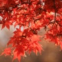 청평 단풍 "조종천의 기타 다리"와 "호명산 단풍"이 절정으로 물든 가을 풍경.