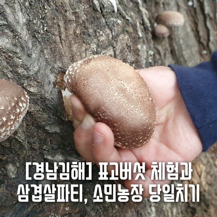 [김해진영] 표고버섯체험과 삼겹살파티. 소민농장
