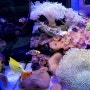펌핑제니아 산호 입수, 옐로우탱 최대수명은 30년이상