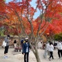 [경기도 광주] 단풍 명소 곤지암 화담숲- 가을 단풍여행, 예매 필수!