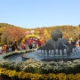 대구 수목원 국화축제 다녀왔어요.