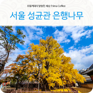 서울 핫플레이스 볼거리 멋진 성균관 서울문묘 은행나무