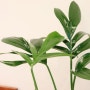비비아르 플랜트 ㅣ 베이직 가드닝 클래스 ㅣ 관엽 식물 식재 ㅣ부산 플랜트 ㅣ부산 식물 ㅣ부산 가드닝 클래스