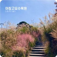 가을의 아침고요수목원 방문기 (feat.단풍/핑크뮬리)