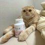 고양이관절영양제 38.5 글루코사민 한스푼 스코티쉬폴드 필수