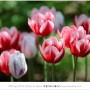 2022 구근 球根植物, 7차 입고 - 튤립 구근 Tulip Bulbs 40종 ♥신품종 10종♥ / 준비하는 자에게 복(福)이 있나니... 올 가을엔 꼭 추식구근 심으세요