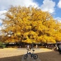 인천대공원 장수동 800년 은행나무의 황금빛 낙옆