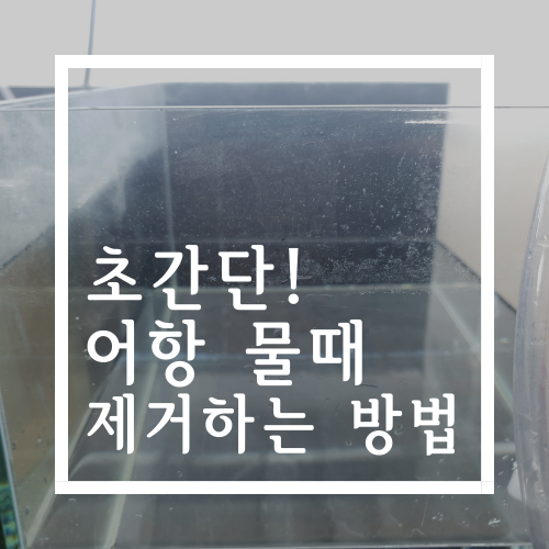 초간단! 어항 물때 제거하는 방법 : 네이버 블로그