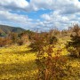 가을 하늘과 블루베리 단풍 은행 단풍 구경