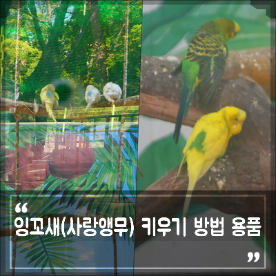 앵무새 종류, 사랑앵무 잉꼬새 키우기 사육용품과 수명 : 네이버 블로그