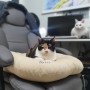 카멧 식빵방석 :: 고양이용품 마약 방석 추천! 모양도 예쁘고 튼튼해서 잘써주네요!