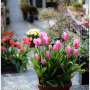 2022 구근 球根植物, 8차 입고 - 튤립 구근 Tulip Bulbs 33종 ♥신품종 10종♥ / 준비하는 자에게 복(福)이 있나니... 올 가을엔 꼭 추식구근 심으세요