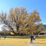 강원도 원주 여행 가볼만한곳 : 원주 반계리 은행나무, 고려 시대부터 생을 이어 온 천연기념물