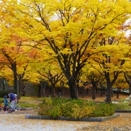 일산 호수공원 단풍 내년에 다시 만나자